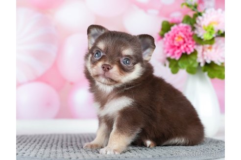 成約済の千葉県のチワワ(ロングコート)-289869の2枚目