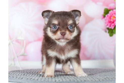 成約済の千葉県のチワワ(ロングコート)-289869の5枚目