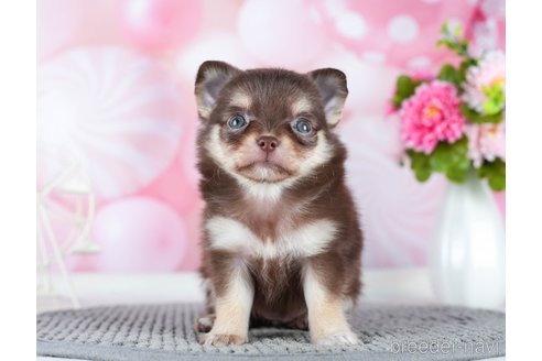 成約済の千葉県のチワワ(ロングコート)-289869