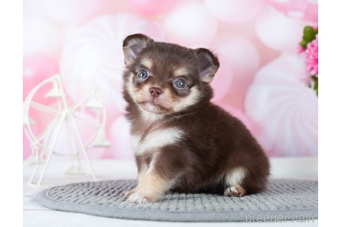 成約済の千葉県のチワワ(ロングコート)-289869の6枚目