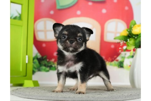 成約済の千葉県のチワワ(ロングコート)-289870の7枚目