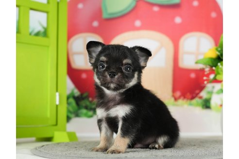 成約済の千葉県のチワワ(ロングコート)-289870の6枚目