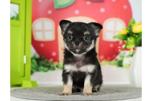 成約済の千葉県のチワワ(ロングコート)-289870