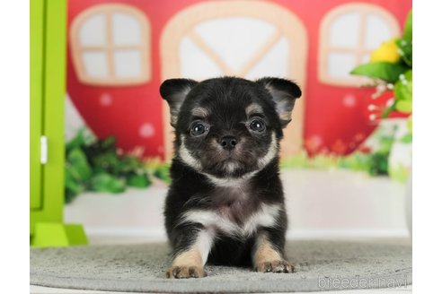 成約済の千葉県のチワワ(ロングコート)-289870の10枚目