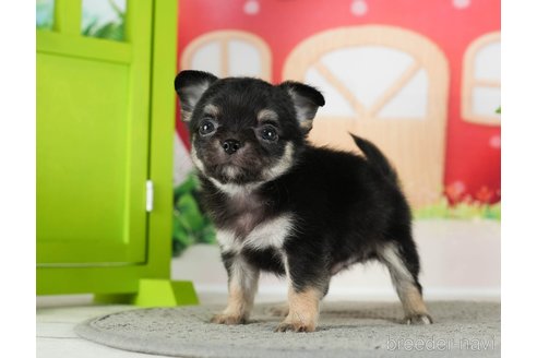 成約済の千葉県のチワワ(ロングコート)-289870の2枚目