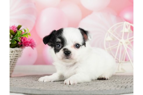 成約済の千葉県のチワワ(ロングコート)-289871の7枚目