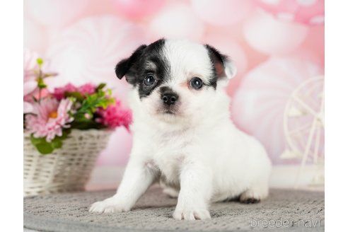 成約済の千葉県のチワワ(ロングコート)-289871の8枚目