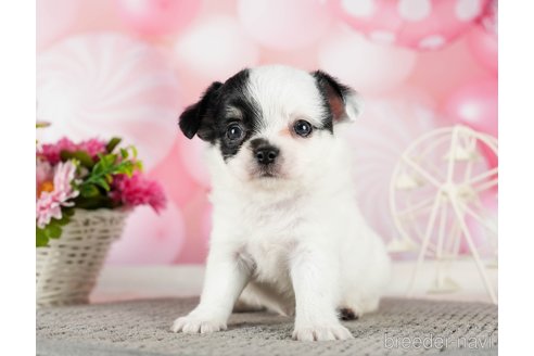 成約済の千葉県のチワワ(ロングコート)-289871の9枚目