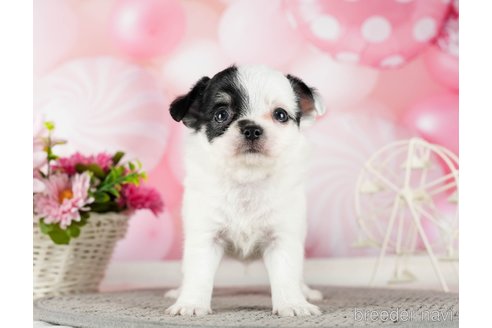 成約済の千葉県のチワワ(ロングコート)-289871の10枚目