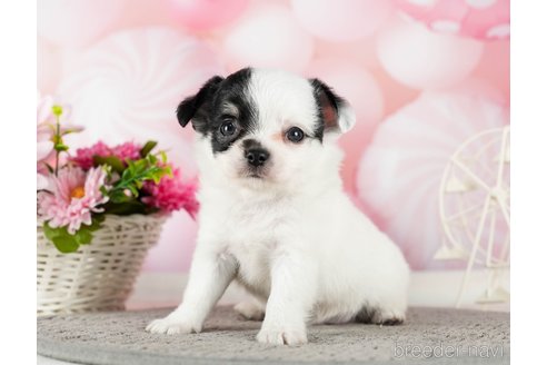 成約済の千葉県のチワワ(ロングコート)-289871の4枚目