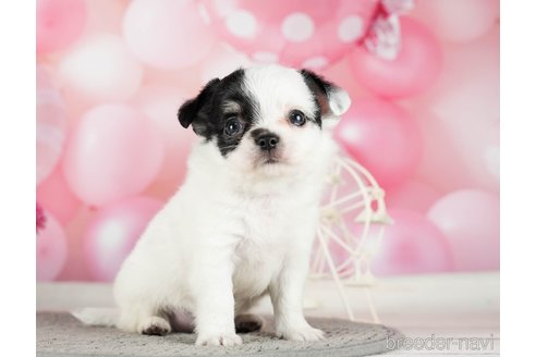 成約済の千葉県のチワワ(ロングコート)-289871の5枚目