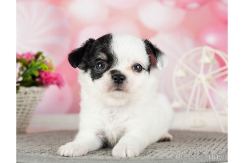 成約済の千葉県のチワワ(ロングコート)-289871