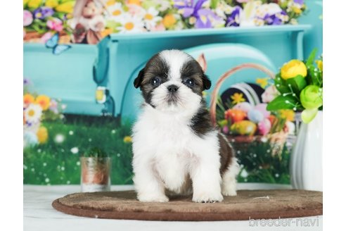 成約済の千葉県のシーズー-289872の10枚目