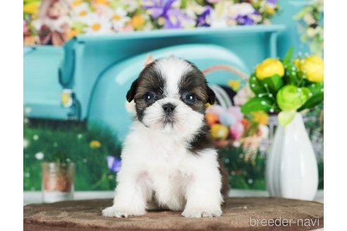 成約済の千葉県のシーズー-289872の6枚目