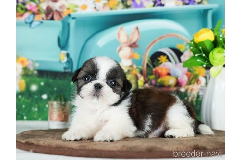 成約済の千葉県のシーズー-289872