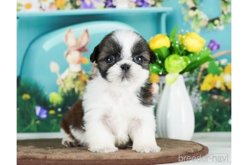 成約済の千葉県のシーズー-289872の5枚目