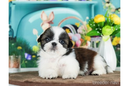 成約済の千葉県のシーズー-289872の8枚目