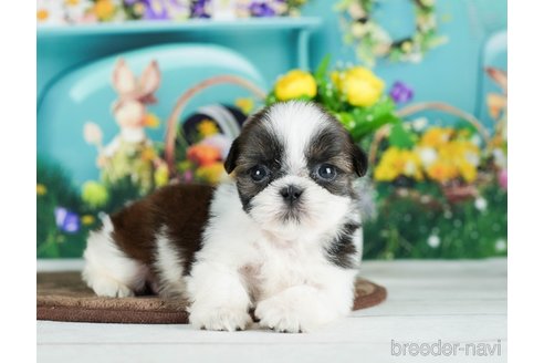 成約済の千葉県のシーズー-289872の7枚目