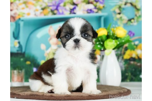 成約済の千葉県のシーズー-289872の9枚目