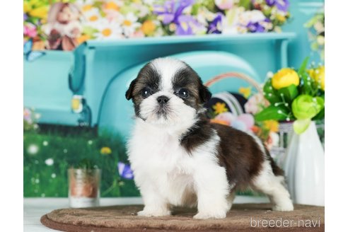 成約済の千葉県のシーズー-289872の3枚目