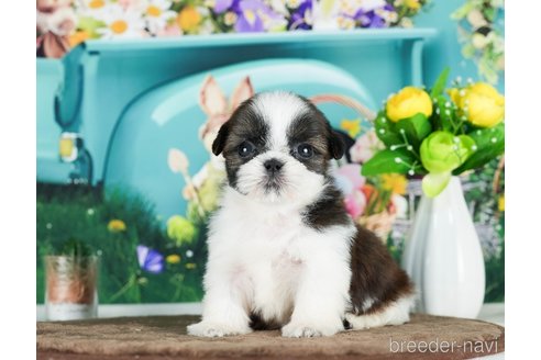 成約済の千葉県のシーズー-289872の2枚目