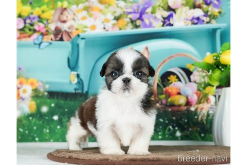 成約済の千葉県のシーズー-289872の4枚目