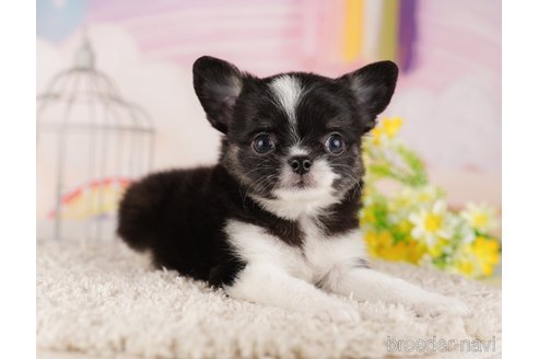 成約済の東京都のチワワ(ロングコート)-289873の5枚目