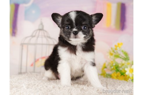 成約済の東京都のチワワ(ロングコート)-289873の1枚目