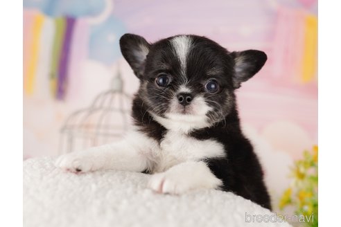 成約済の東京都のチワワ(ロングコート)-289873の4枚目