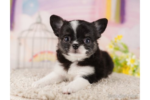 成約済の東京都のチワワ(ロングコート)-289873の3枚目