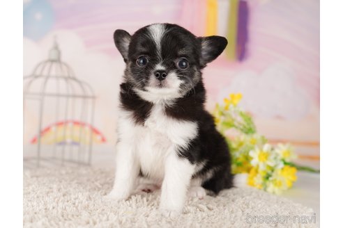 成約済の東京都のチワワ(ロングコート)-289873の2枚目