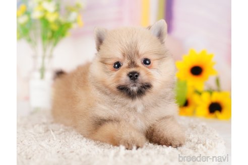 成約済の東京都のポメラニアン-289875