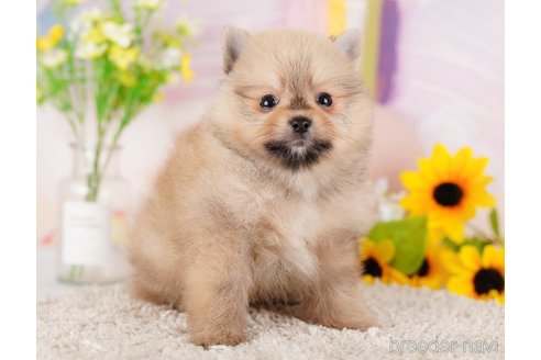 成約済の東京都のポメラニアン-289875の5枚目