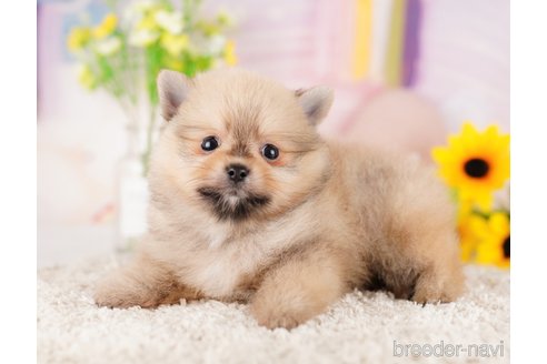 成約済の東京都のポメラニアン-289875の6枚目