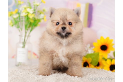 成約済の東京都のポメラニアン-289875の3枚目