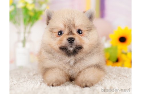 成約済の東京都のポメラニアン-289875の4枚目