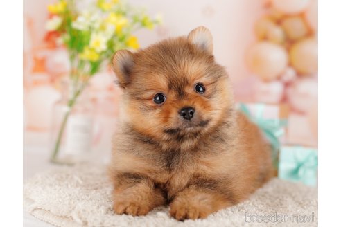 成約済の東京都のポメラニアン-289877の5枚目