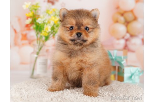 成約済の東京都のポメラニアン-289877の6枚目