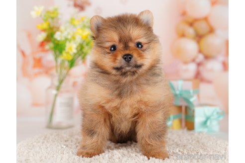 成約済の東京都のポメラニアン-289877の3枚目