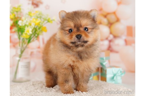 成約済の東京都のポメラニアン-289877の4枚目