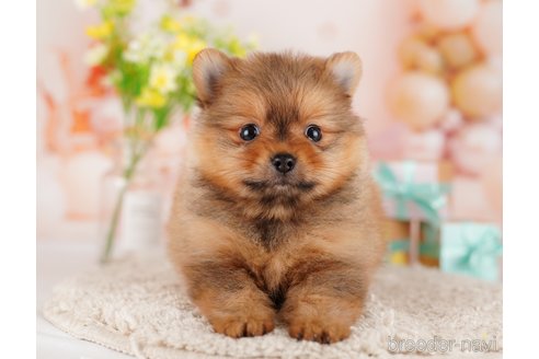 成約済の東京都のポメラニアン-289877