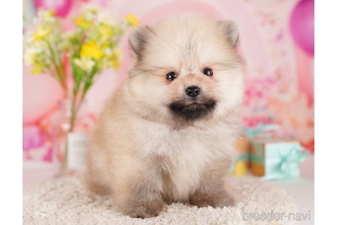 成約済の東京都のポメラニアン-289882