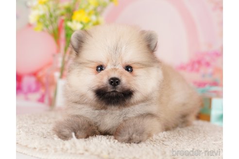 成約済の東京都のポメラニアン-289882の3枚目