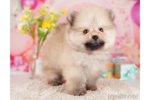 成約済の東京都のポメラニアン-289882の4枚目