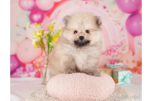 成約済の東京都のポメラニアン-289882の5枚目