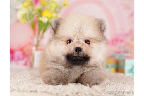 成約済の東京都のポメラニアン-289882の6枚目