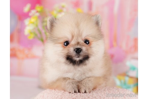 成約済の東京都のポメラニアン-289885の3枚目