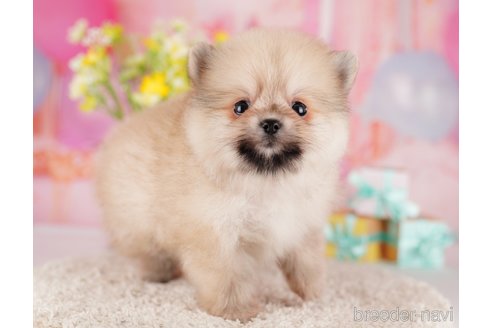 成約済の東京都のポメラニアン-289885