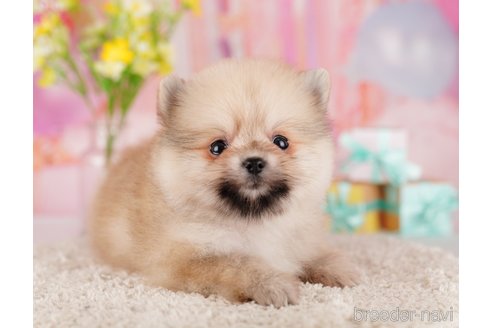 成約済の東京都のポメラニアン-289885の4枚目