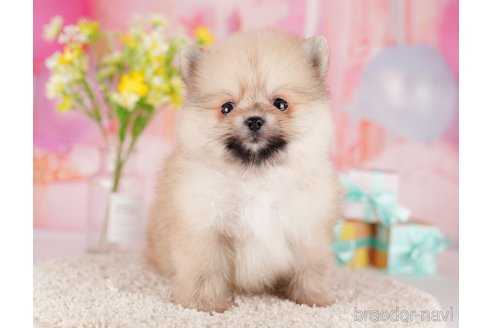 成約済の東京都のポメラニアン-289885の5枚目